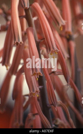 Rarement vu de fleurs le cactus Aloe variegata. Banque D'Images