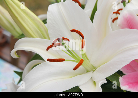 Un livre blanc lilly fleur. Banque D'Images