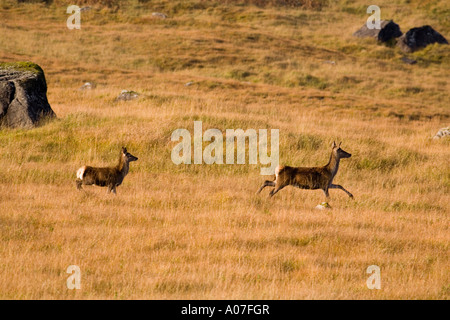 Deux Red Deer (Cervus elaphus) tournant au crépuscule, Lochdon, Isle of Mull, Scotland, Royaume-Uni. Banque D'Images