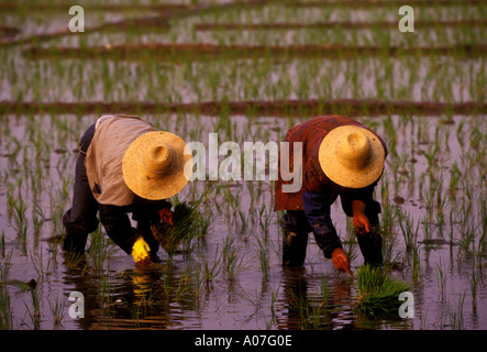 2 deux hommes chinois de riz, les agriculteurs travaillant dans les rizières, les champs de riz, le riz paddy, rizières, Beijing, la municipalité de Beijing, China, Asia Banque D'Images