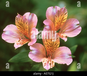 L'ALSTROEMERIA FLEURS Banque D'Images