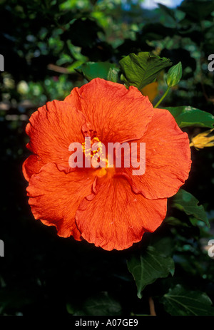 Fleur d'hibiscus, le jardin de balata, tropical botanical Park, parc botanique, Tropical Botanic Park, parc botanique, Martinique, French West Indies, France Banque D'Images