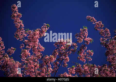 Détail de fleur fleur de cerisier d'arbres du genre Prunus en particulier les japonais Cerisier, Prunus serrulata, appelé sakura Banque D'Images