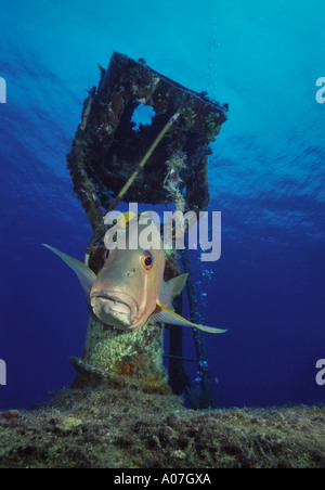 Snapper Lutjanus jocu (chien) sur l'épave du Doc Paulson/Anchor Barge, Grand Cayman, Cayman Islands, British West Indies Banque D'Images