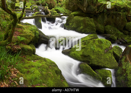 La rivière Fowey circulant sur les roches moussues au Golitha Falls, Bodmin Moor Banque D'Images