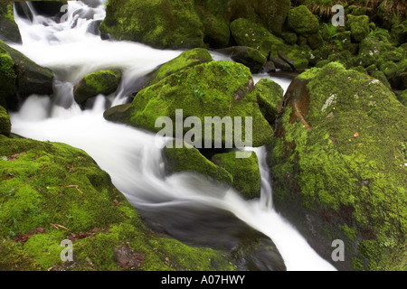 La rivière Fowey circulant sur les roches moussues au Golitha Falls, Bodmin Moor Banque D'Images