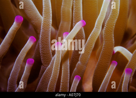 Tentacules pourpres, Condylactus, anémone de mer, la vie sous-marine, l'île Pigeon, Basse-Terre, Guadeloupe, France, French West Indies Banque D'Images