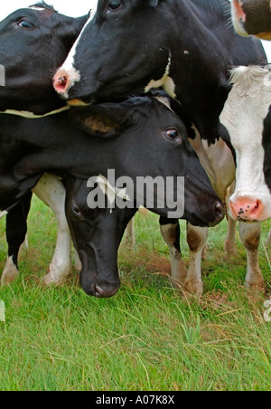 Vaches dans un pré curieux en poussant à l'appareil photo Banque D'Images