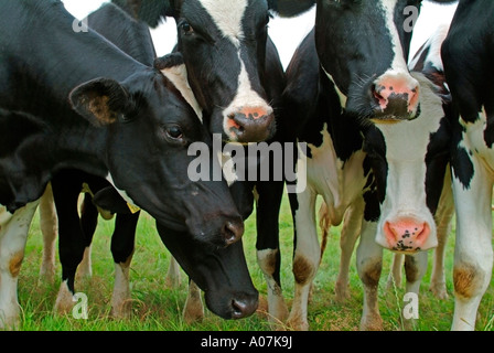 Vaches dans un pré curieux en poussant à l'appareil photo Banque D'Images