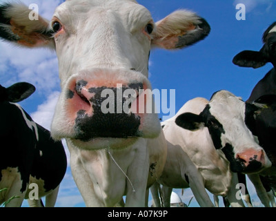 Vaches dans un pré curieux en poussant à l'appareil photo Canon d'une vache worms eye view Banque D'Images