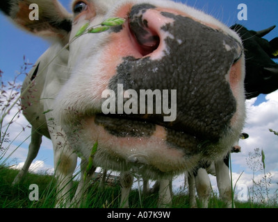 Vaches dans un pré curieux en poussant à l'appareil photo Canon d'une vache worms eye view Banque D'Images