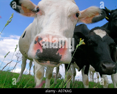 Vaches dans un pré curieux en poussant à l'appareil photo Canon d'une vache worms eye view Banque D'Images