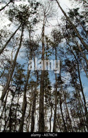 Canopée de la forêt de cyprès. Les marais ou marécages. Floride USA Banque D'Images