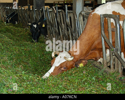 Les vaches en étable foin frais de l'alimentation Banque D'Images