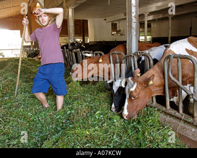 Jeune agriculteur dans l'alimentation des vaches avec étable foin frais Banque D'Images