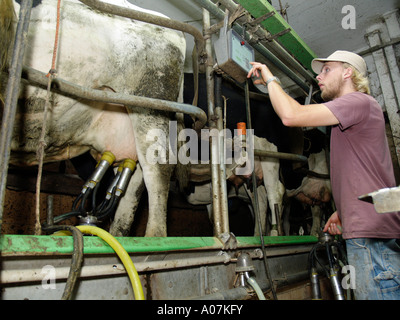 M. Young Farmer en étable à traire les vaches Banque D'Images