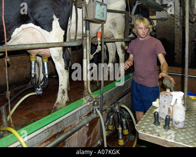 M. Young Farmer en étable à traire les vaches Banque D'Images