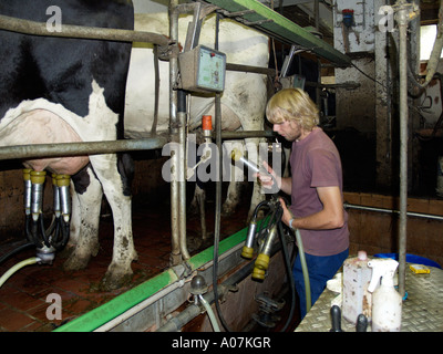 M. Young Farmer en étable à traire les vaches Banque D'Images