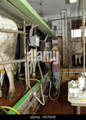 M. Young Farmer en étable à traire les vaches Banque D'Images