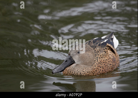 Canard souchet rouge argentin Banque D'Images