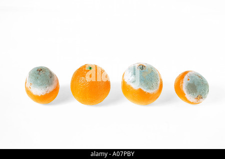 Faire le bon choix et bon oranges pourris sur fond blanc publicité conceptuelle idée intéressante odd one out Banque D'Images