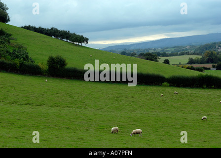 Moutons sur colline à Orleton Worcestershire vallée Teme Clee Hill in distance Banque D'Images