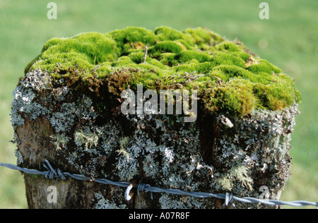 De lichen et de mousse sur un Fencepost Banque D'Images