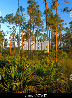 Le Parc National des Everglades, Floride : hamac de pin Pinus elliottii et Saw palmetto Serenoa repens Banque D'Images