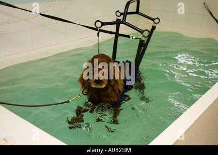 Chien dans le faisceau à la piscine d''hydrothérapie Banque D'Images