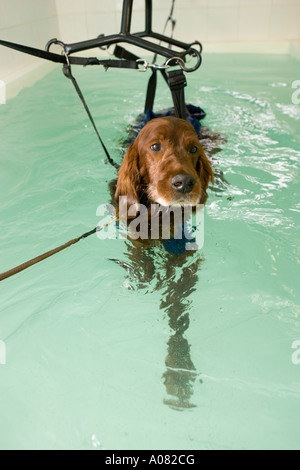 Chien dans le faisceau à la piscine d''hydrothérapie Banque D'Images