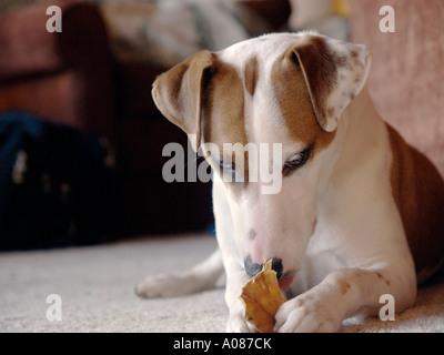 Parson Jack Russel terrier chews sur un morceau de cuir vert Banque D'Images