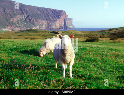 dh Rackwick HOY ORKNEY Sheep pâturage dans Rackwick Bay Craig Gate mer falaises brew bétail tremplin agneau écosse Banque D'Images