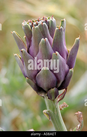 Mallorca Artichaut (Cynara scolymus) croissant dans un jardin potager Banque D'Images