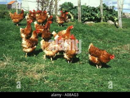 dh poules de ferme de gamme libre Royaume-Uni poules Gallus gallus domesticus Poulets Orkney volaille uk poulet freerange en dehors de l'alimentation de la grande-bretagne