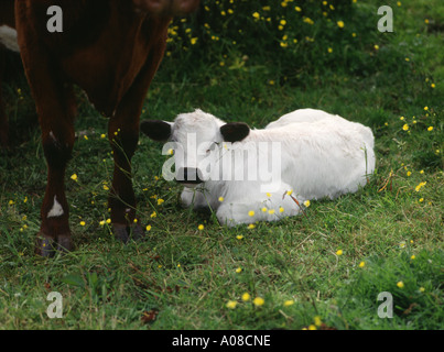 dh boeuf vache veau BÉTAIL UK 2 jours blanc bébé jeune mignon nouveau-né animaux vaches animal Banque D'Images