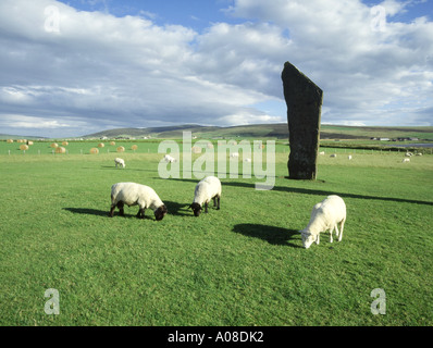 Dh Stenness Standing Stones ORKNEY STENNESS trois béliers et moutons en pierre du néolithique Banque D'Images