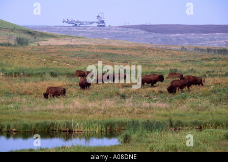 Harde de bisons des bois sur les terrains de pâturage de Syncrude les résidus de sables bitumineux de l'Athabasca, près de Fort McMurray, Alberta, Canada Banque D'Images