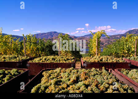 La récolte de raisin vert dans le sud de l'Okanagan en Colombie-Britannique Canada Banque D'Images