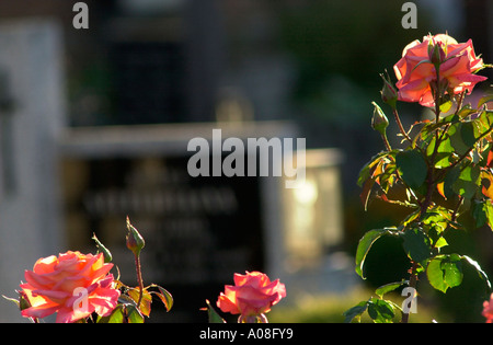 Fleurs en face d'une pierre tombale dans un cimetière sur Moravia République Tchèque Banque D'Images