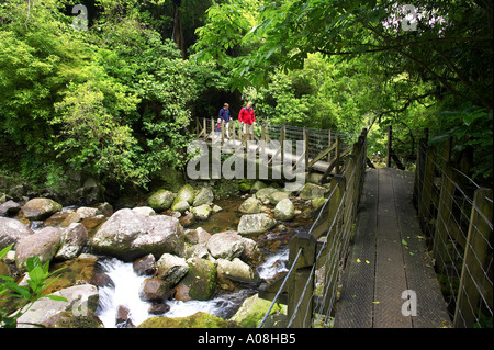 Pont au-dessus du ruisseau Wairere en voie de Wairere Falls Wairere Falls Scenic Reserve Kaimai varie nr Matamata Nouvelle-zélande Waikato Banque D'Images