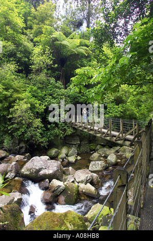 Pont au-dessus du ruisseau Wairere en voie de Wairere Falls Wairere Falls Scenic Reserve Kaimai varie nr Matamata Nouvelle-zélande Waikato Banque D'Images