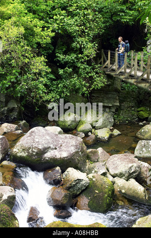 Pont au-dessus du ruisseau Wairere en voie de Wairere Falls Wairere Falls Scenic Reserve Kaimai varie nr Matamata Nouvelle-zélande Waikato Banque D'Images