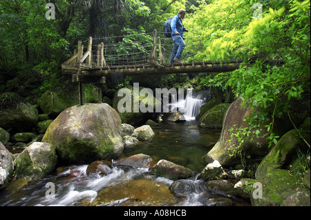 Pont au-dessus du ruisseau Wairere en voie de Wairere Falls Wairere Falls Scenic Reserve Kaimai varie nr Matamata Nouvelle-zélande Waikato Banque D'Images