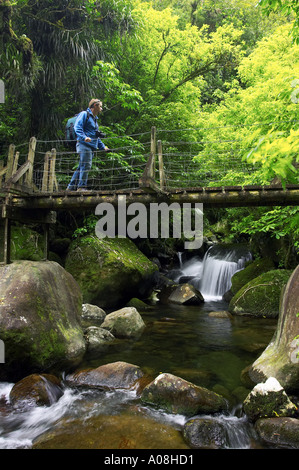 Pont au-dessus du ruisseau Wairere en voie de Wairere Falls Wairere Falls Scenic Reserve Kaimai varie nr Matamata Nouvelle-zélande Waikato Banque D'Images