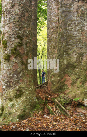 Les quatre Sœurs Waipoua Kauri Forest Northland Nouvelle Zelande Banque D'Images