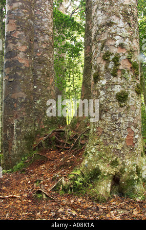 Les quatre Sœurs Waipoua Kauri Forest Northland Nouvelle Zelande Banque D'Images