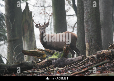 European red deer stag Cervus elaphus debout dans une clairière vu d'un bas masquer Banque D'Images