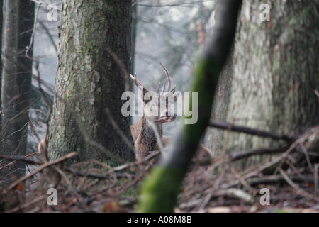 Deux rouge européenne berghoff Cervus elaphus dans une forêt de hêtres vu d'un bas masquer Banque D'Images