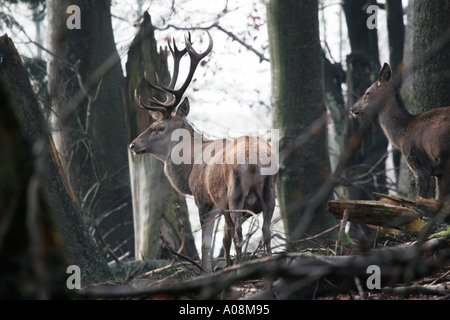 European red deer stag Cervus elaphus, sur un vu d'un bas masquer Banque D'Images