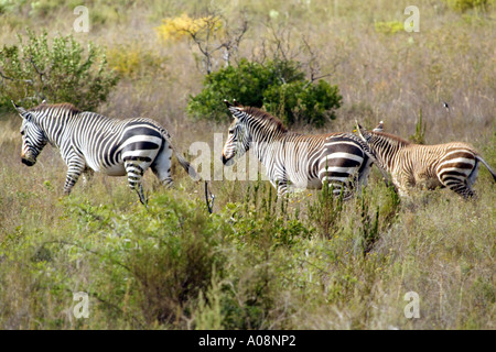 Les zèbres de montagne du cap dans le Parc National de Bontebok à Swellendam Western Cape Afrique du Sud RSA Banque D'Images